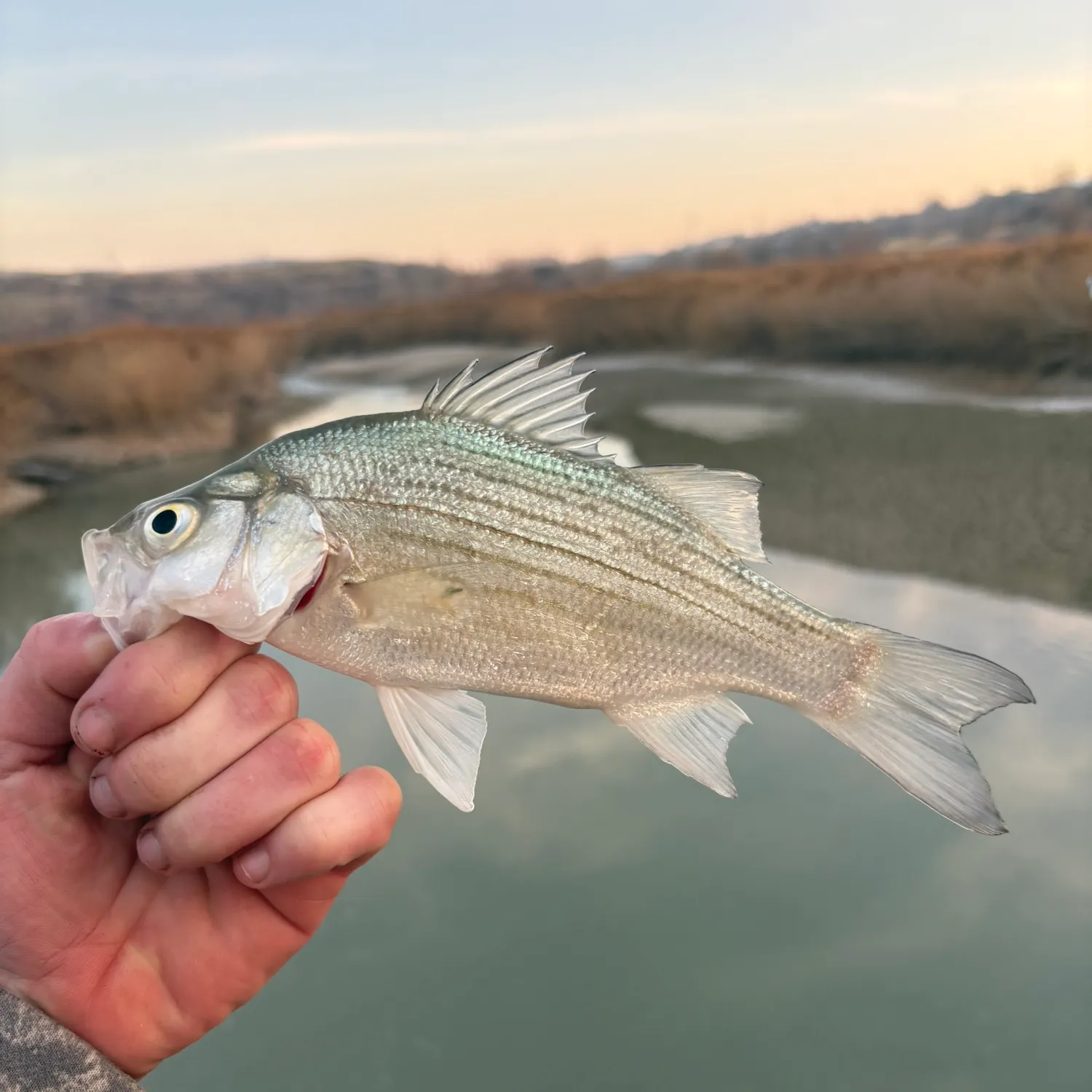 The most recent White bass catches on Fishbrain