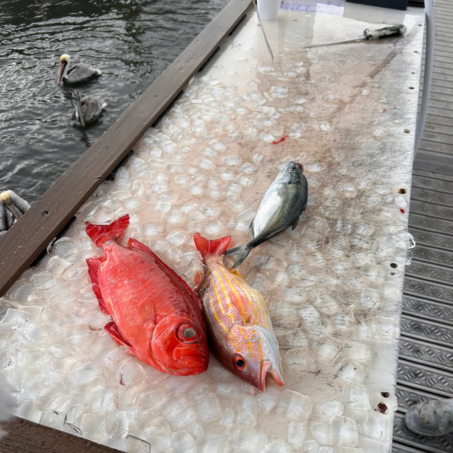 The most recent Northern red snapper catches on Fishbrain