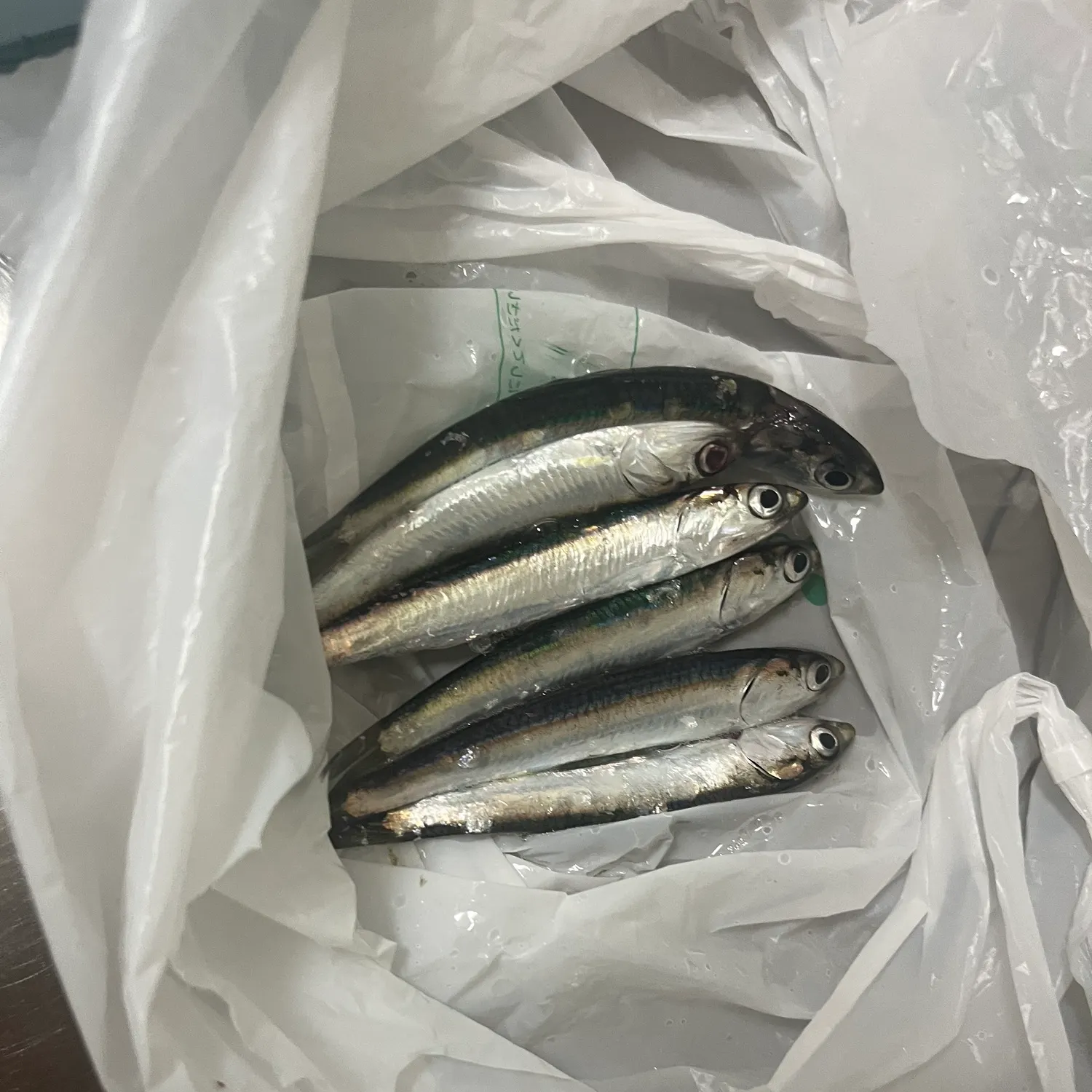 The most recent Japanese pilchard catches on Fishbrain