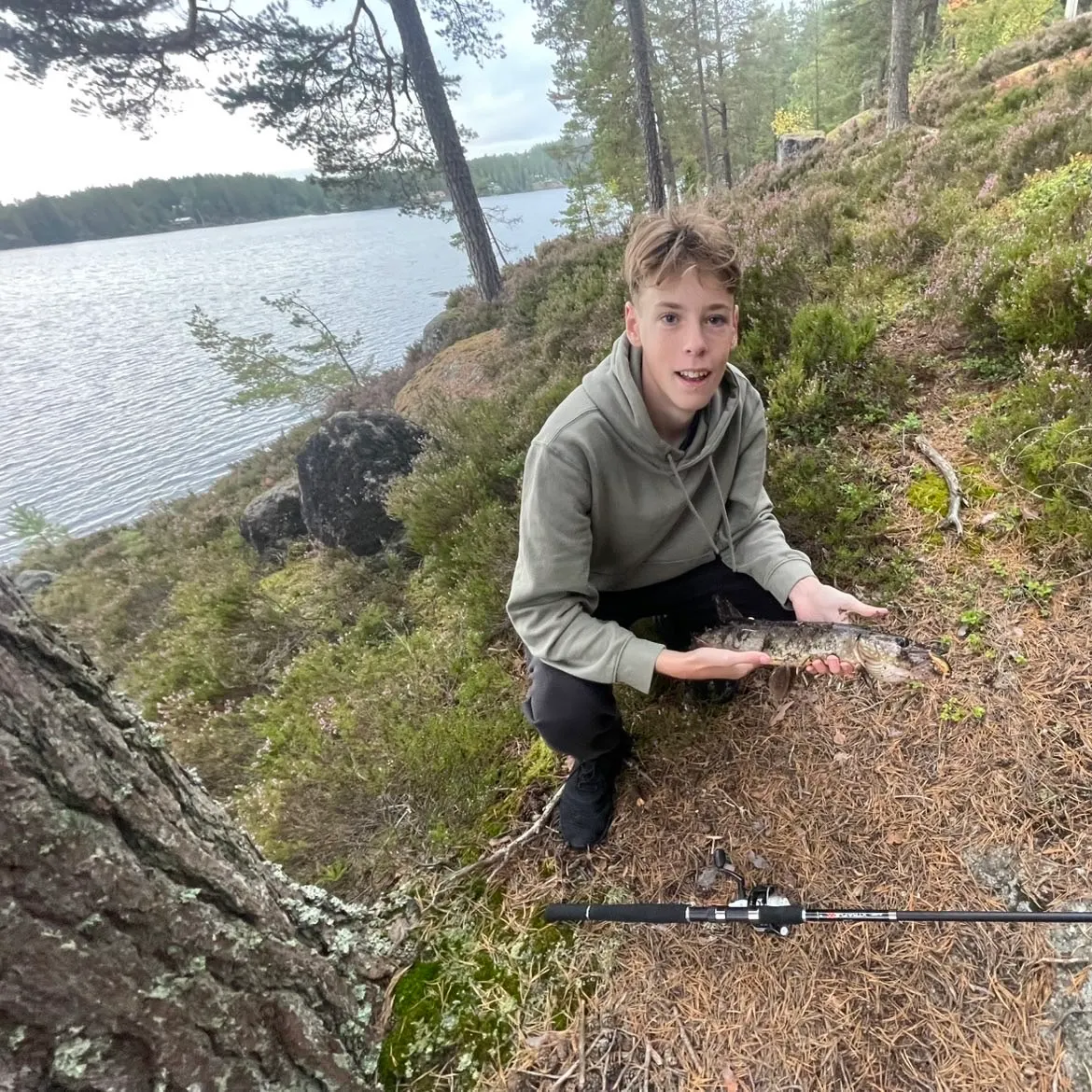 Northern pike caught on Fishbrain