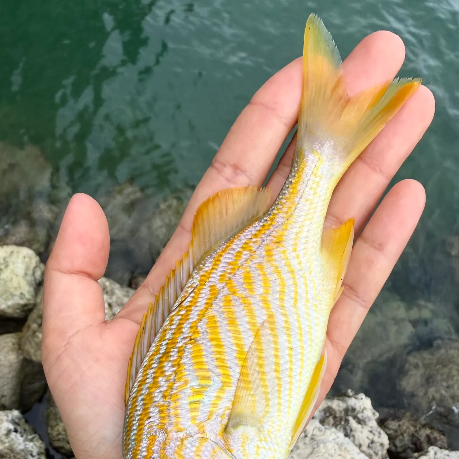 The most recent French grunt catches on Fishbrain