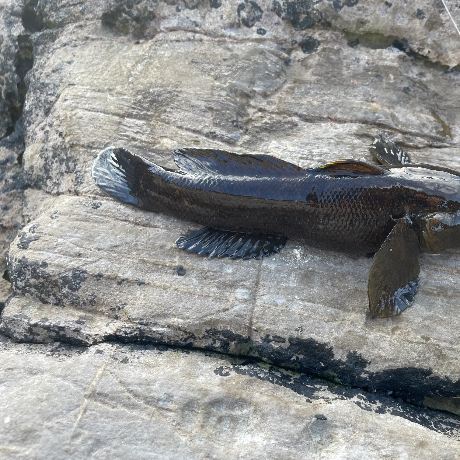 The most recent Giant goby catches on Fishbrain