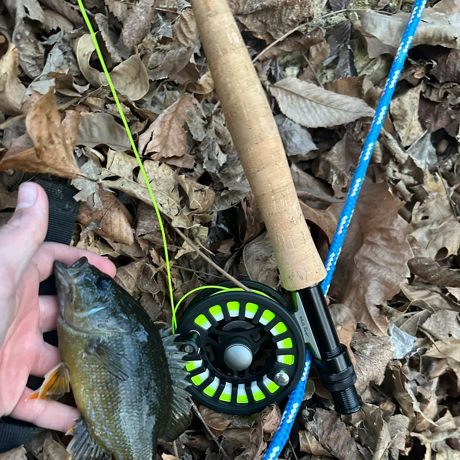 The most recent Green sunfish catches on Fishbrain