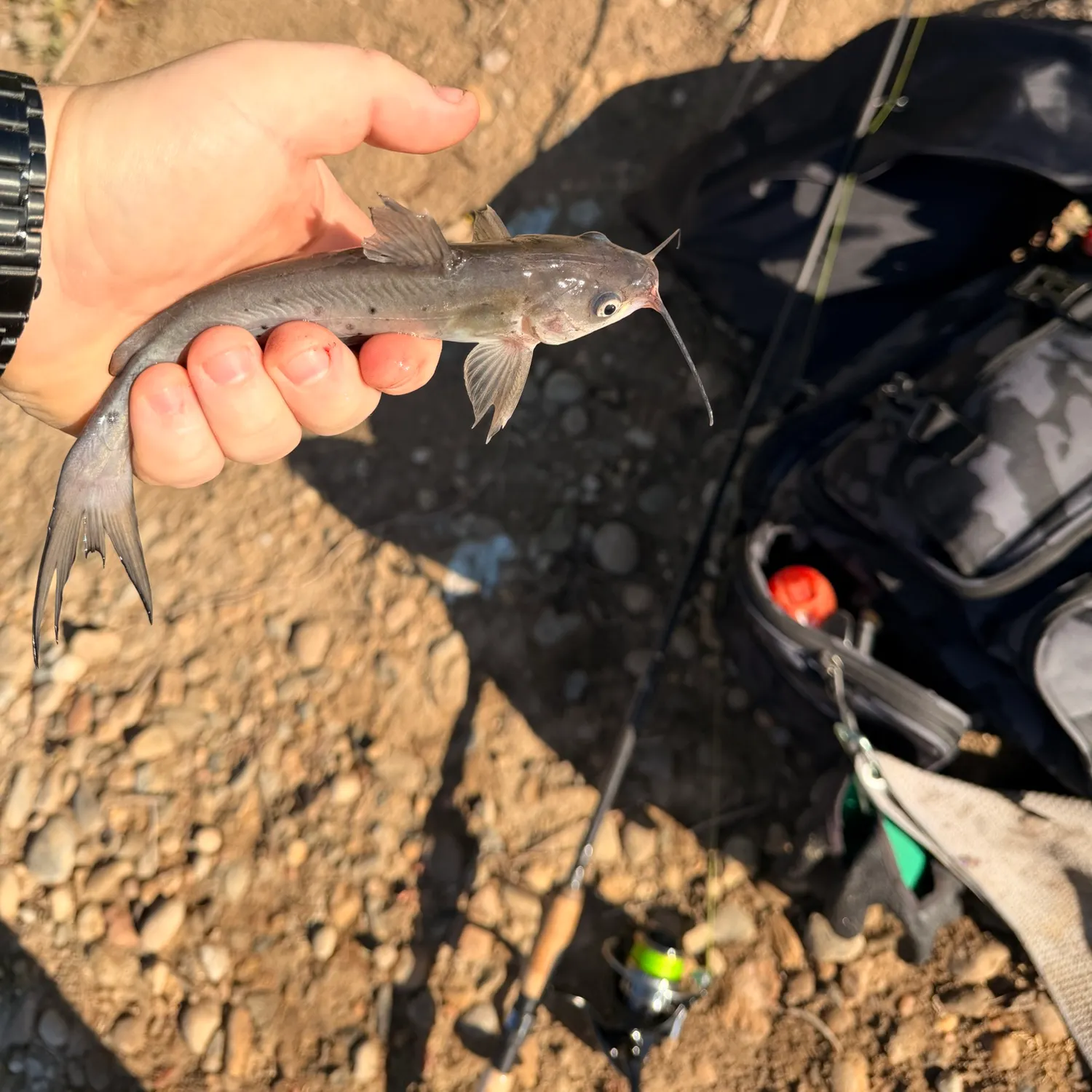 Blue catfish caught on Fishbrain