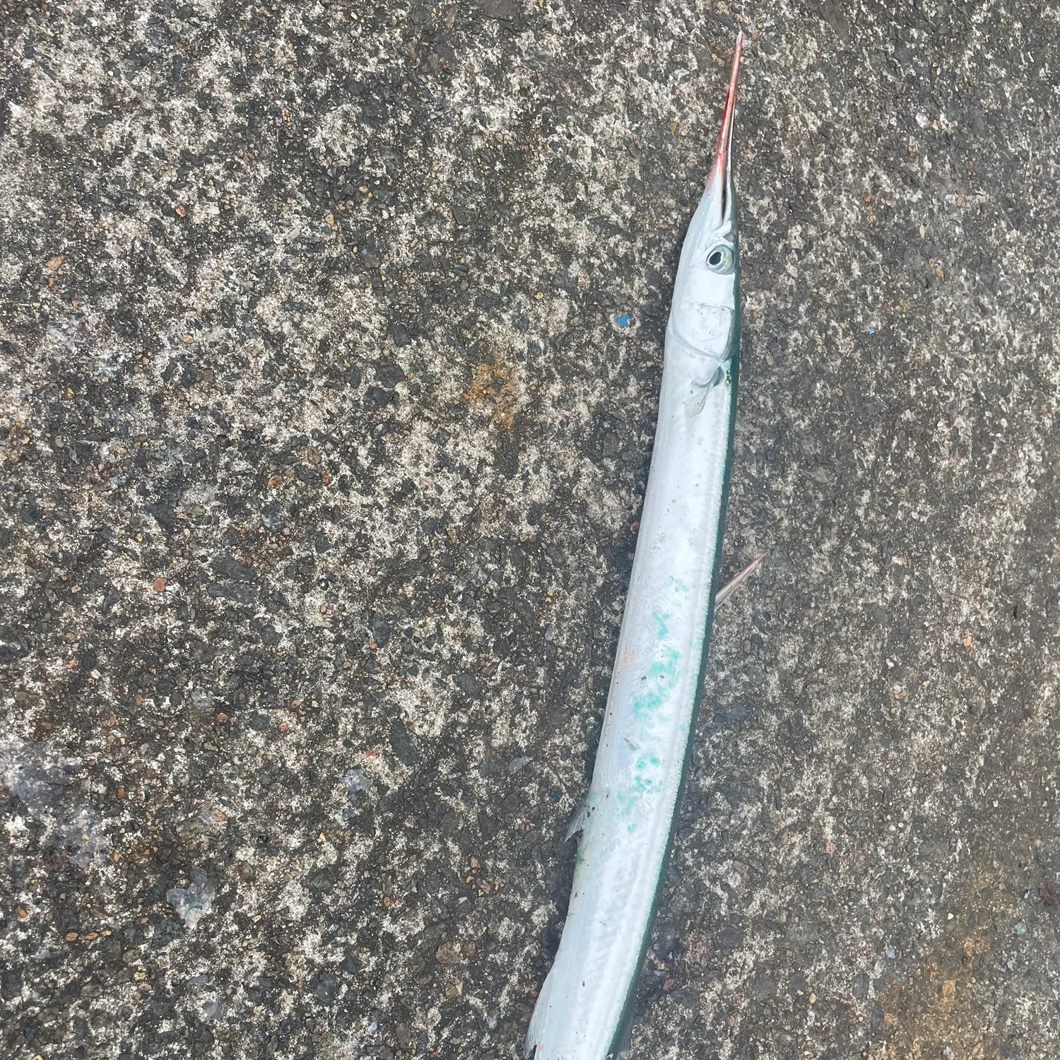 The most recent European garfish catches on Fishbrain