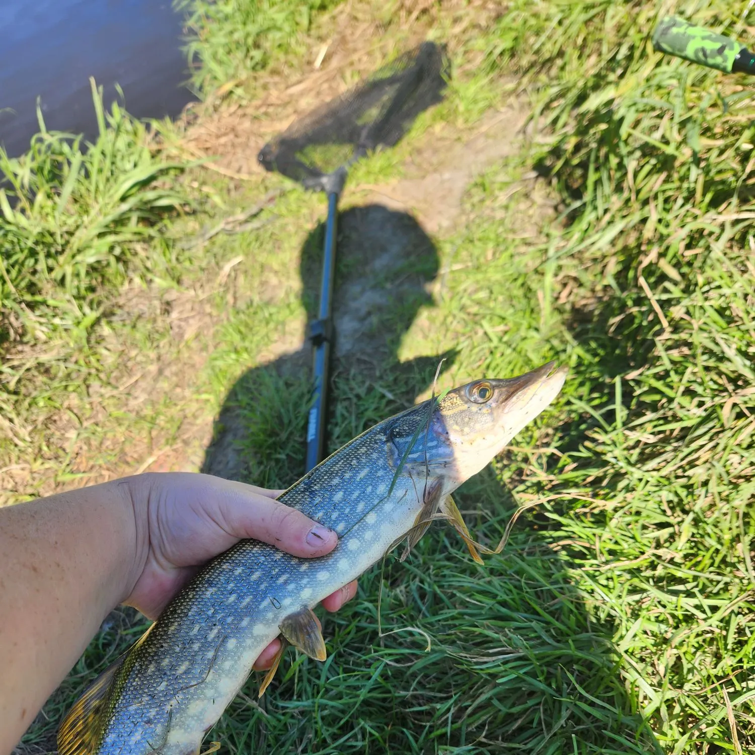 Northern pike caught on Fishbrain