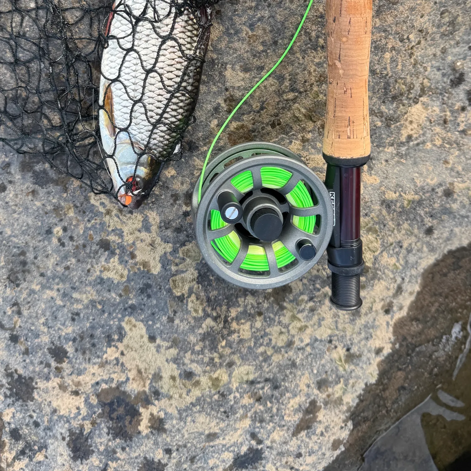 The most recent European chub catches on Fishbrain