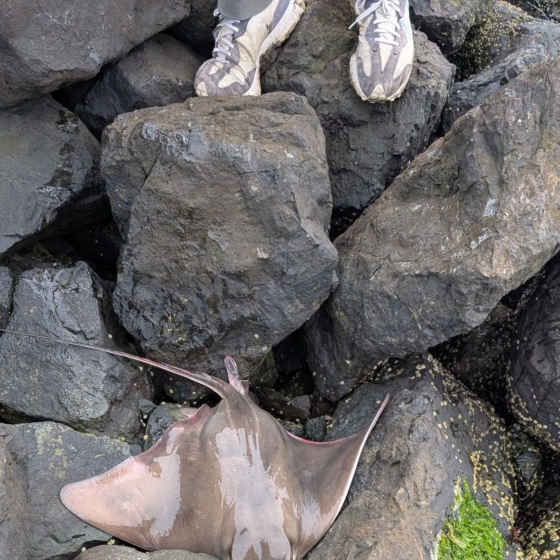 The most recent Bat eagle ray catches on Fishbrain