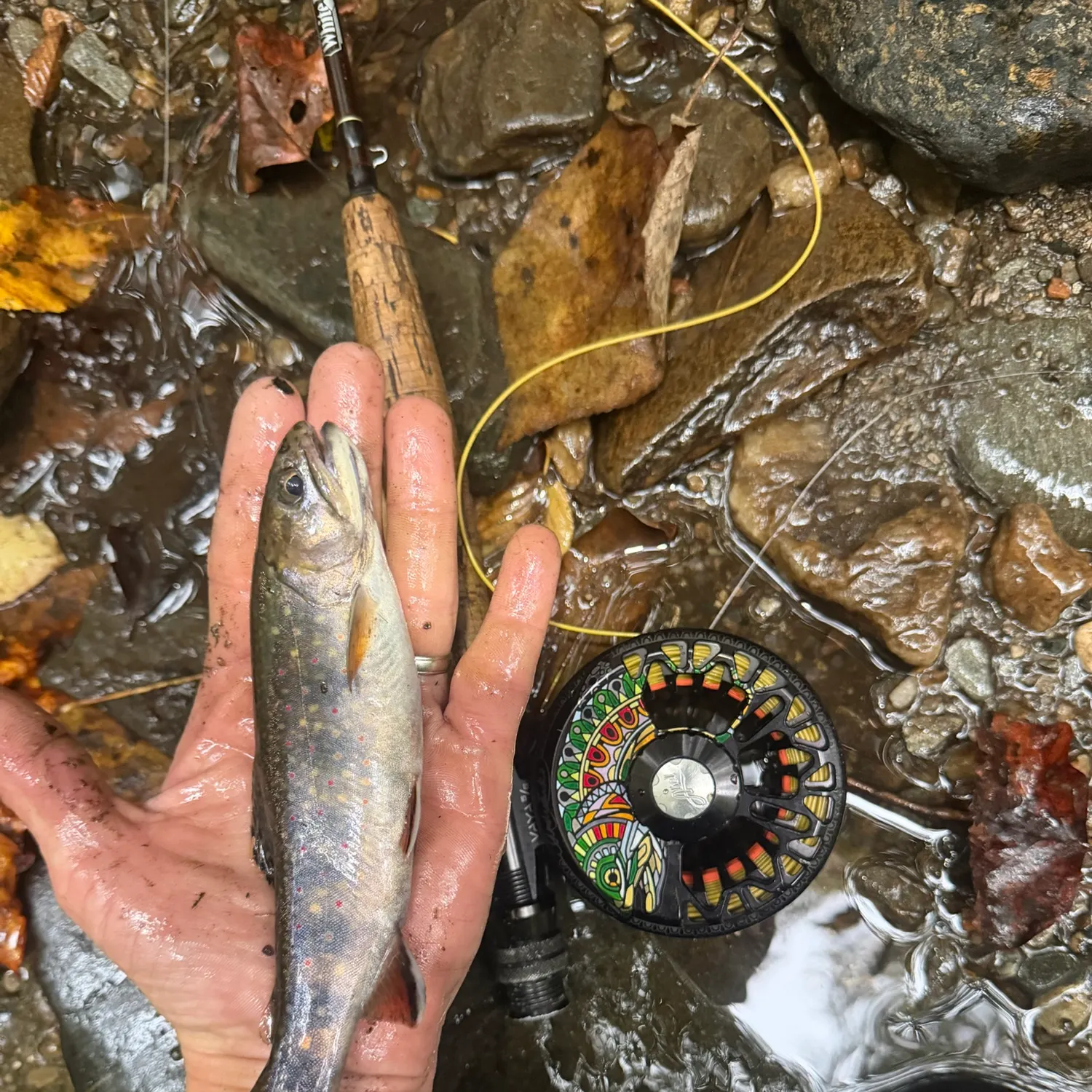 Brook trout caught on Fishbrain