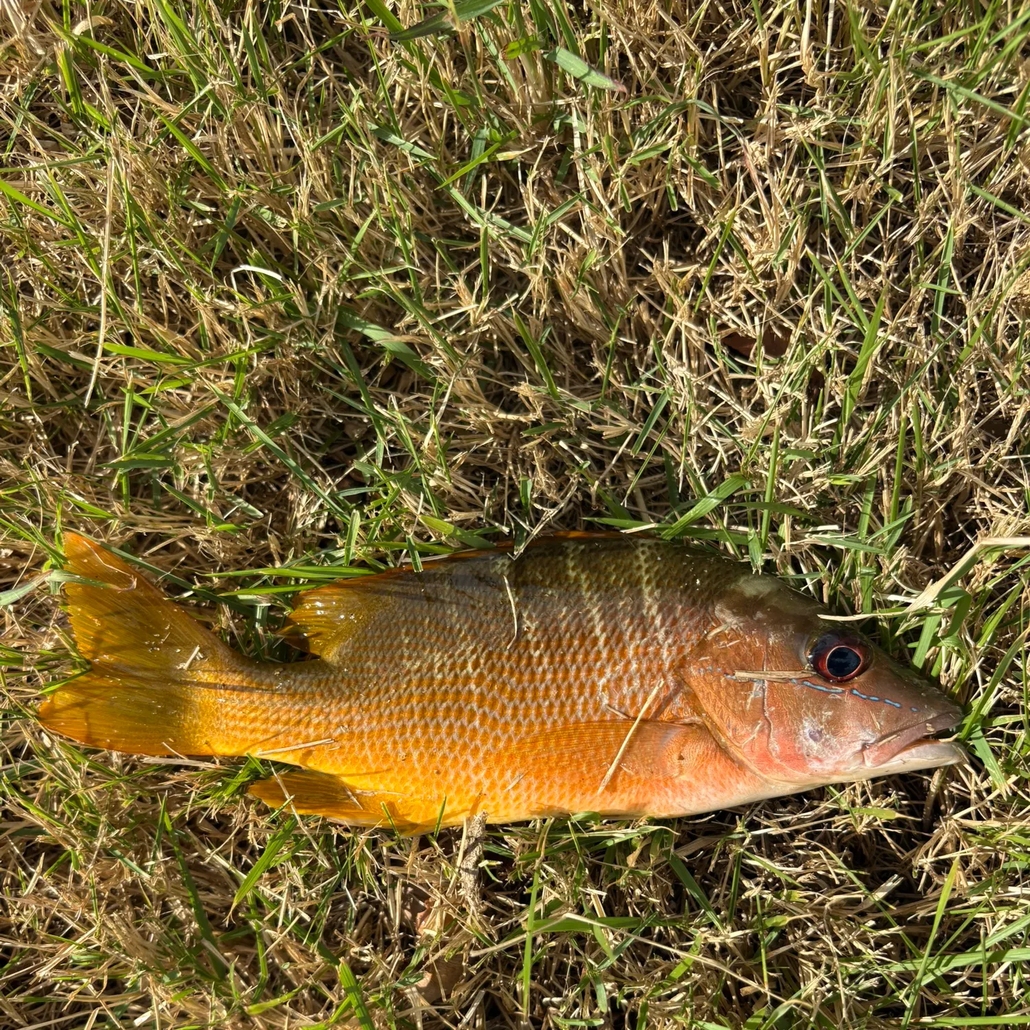 The most recent Dog Snapper catches on Fishbrain