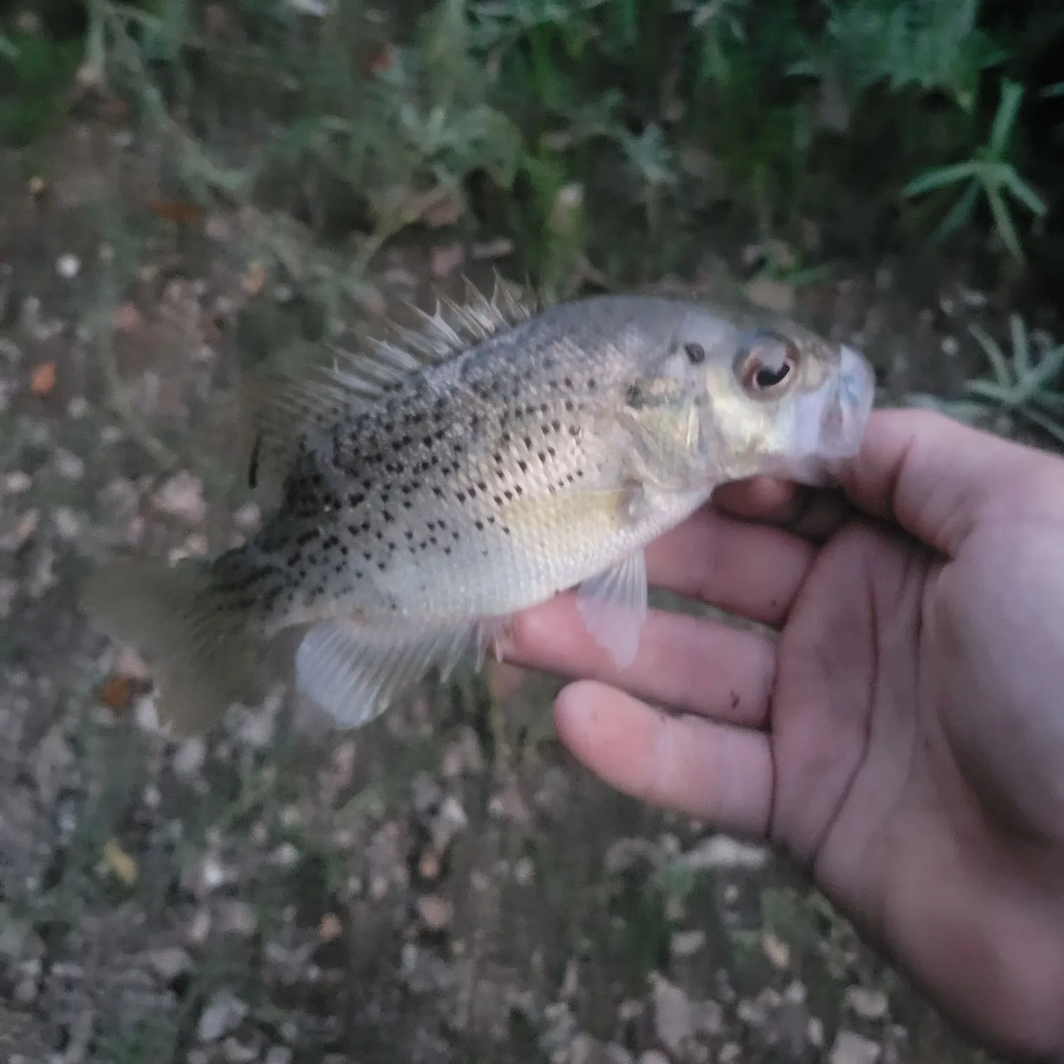 Rock bass caught on Fishbrain