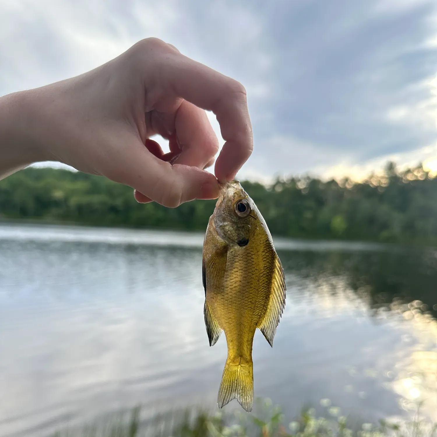 Bluegill caught on Fishbrain