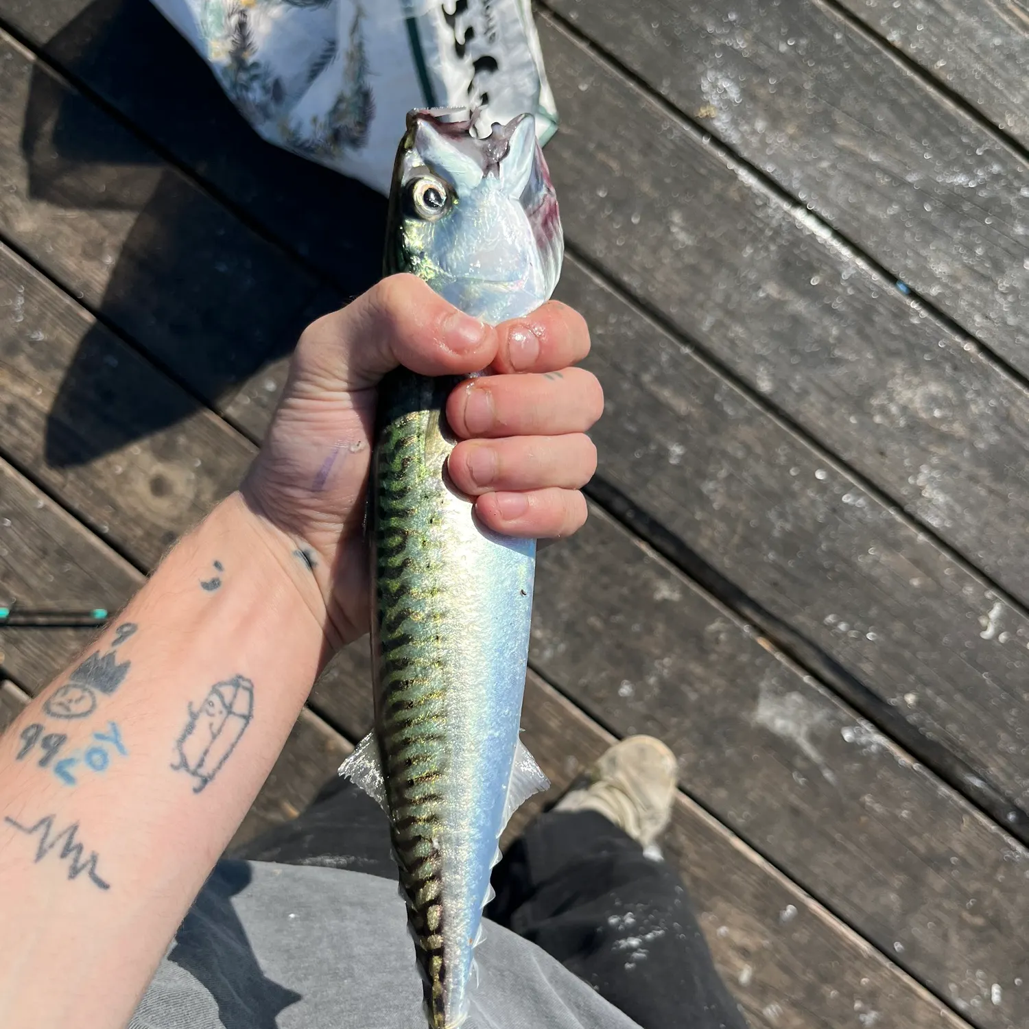 recently logged catches