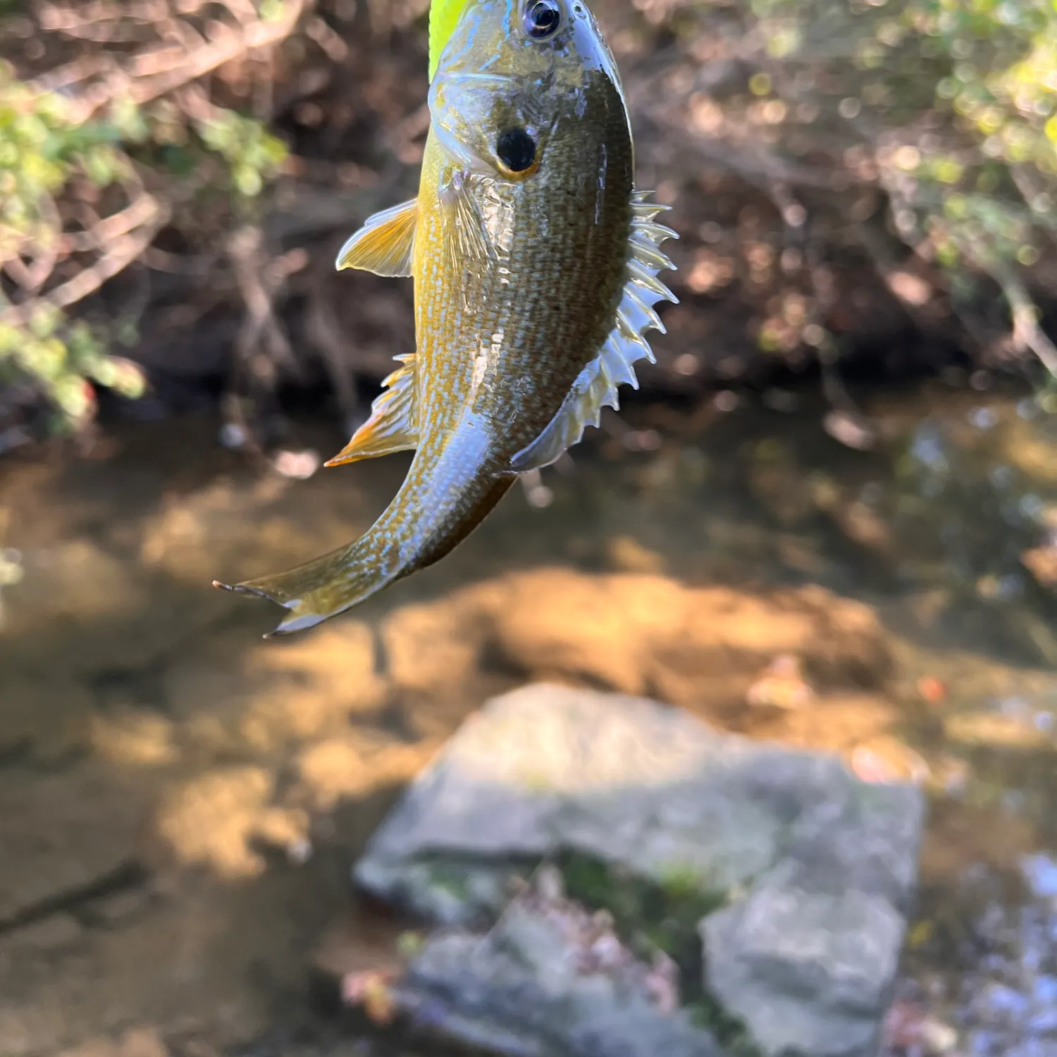 Green sunfish caught on Fishbrain