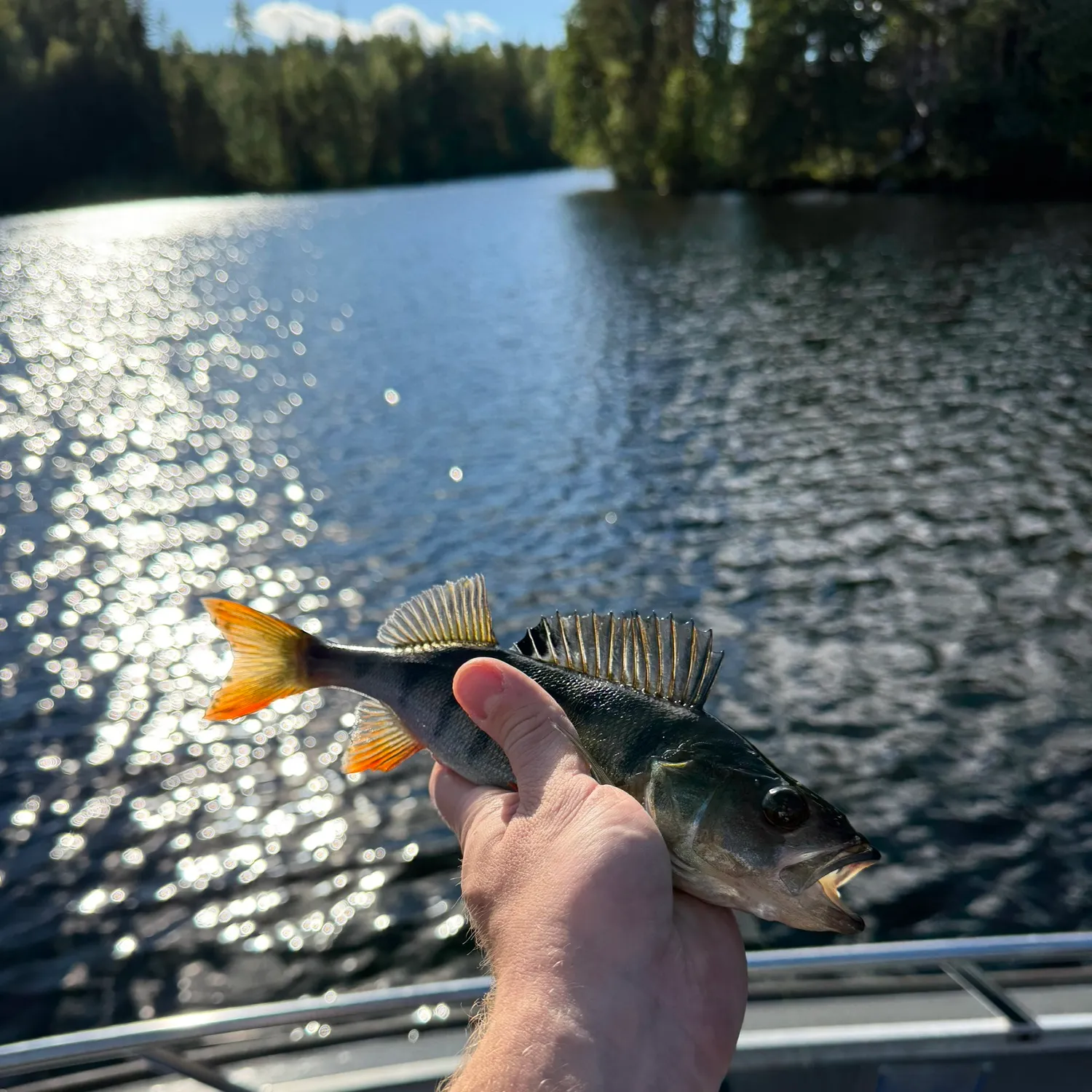 European perch caught on Fishbrain