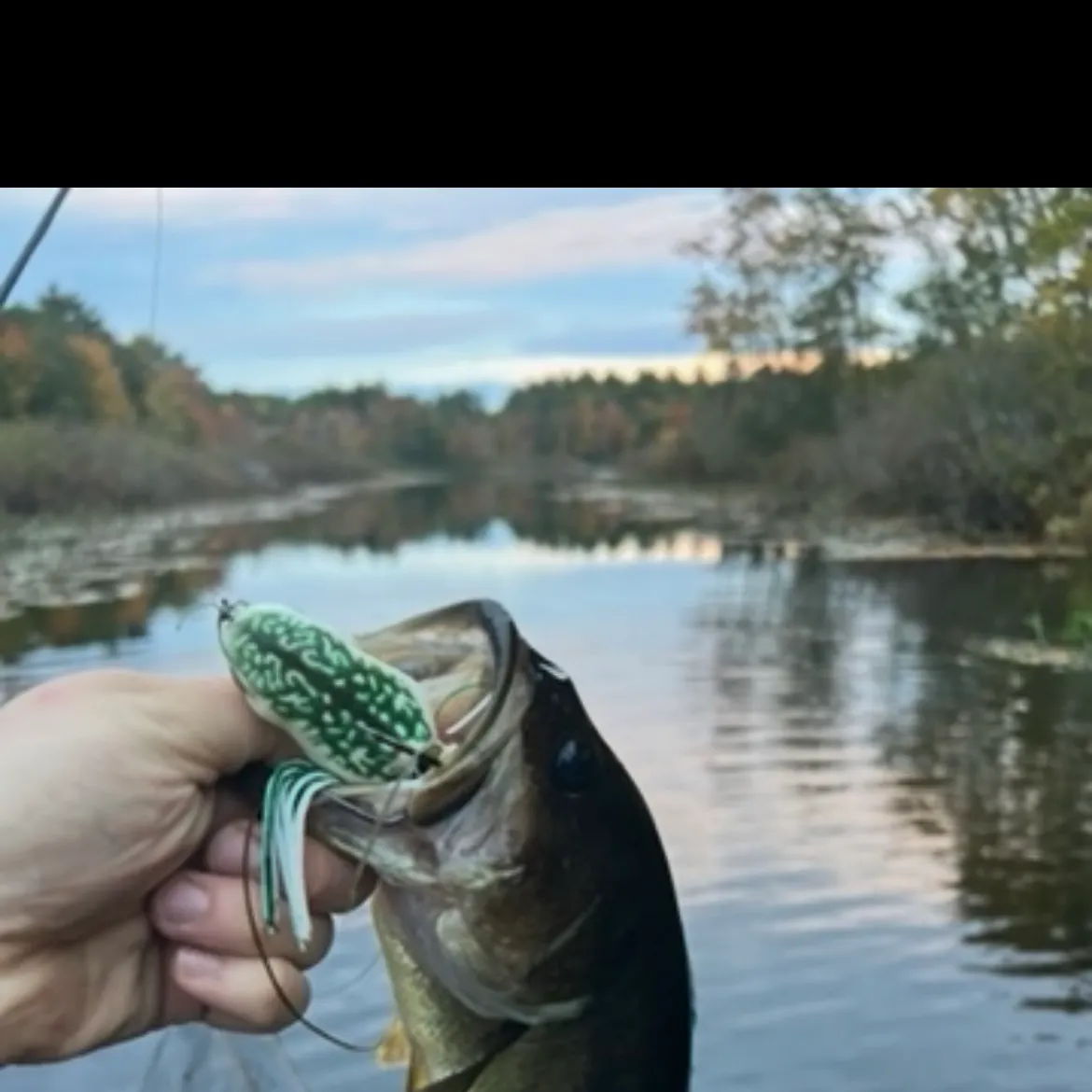 Largemouth bass caught on Fishbrain
