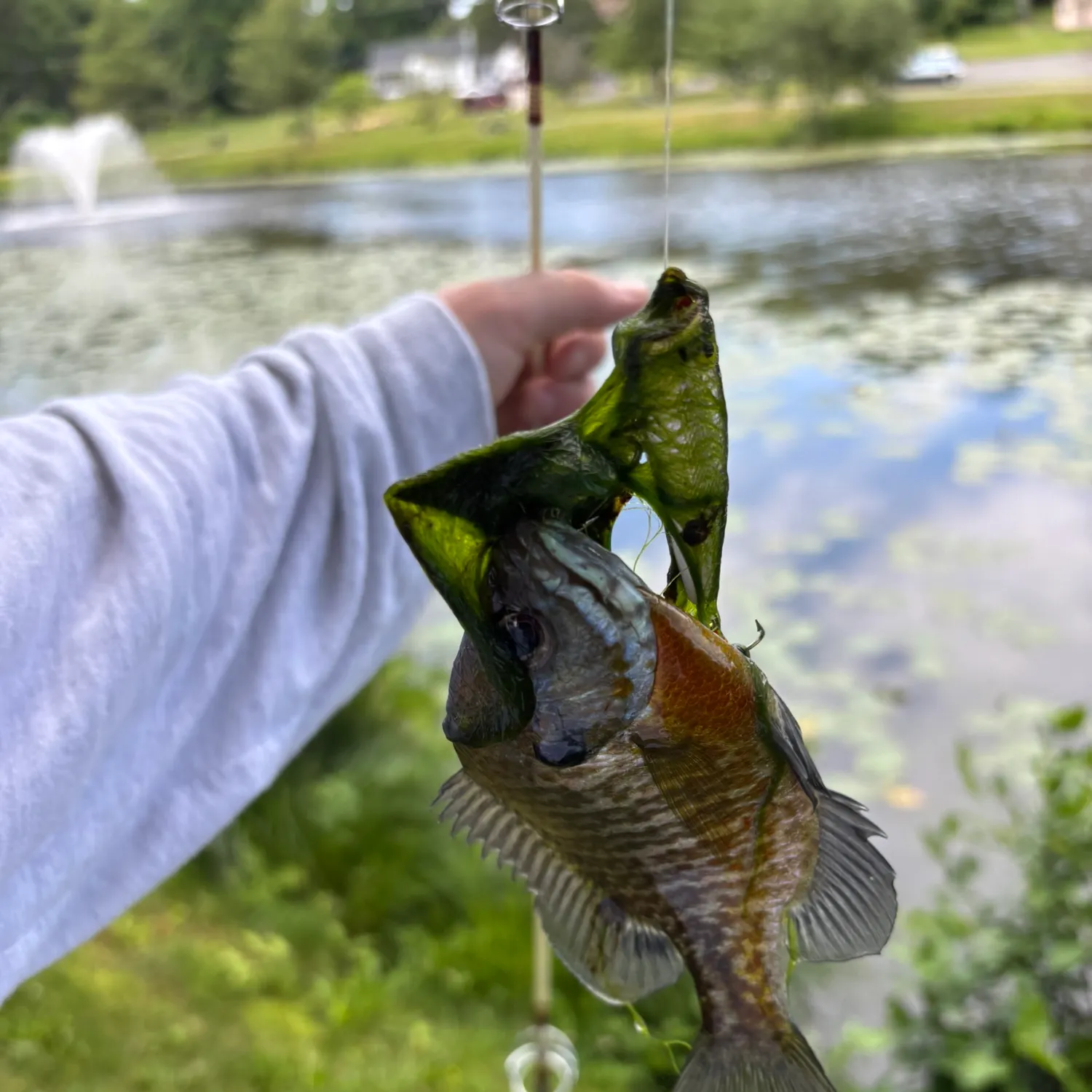 The most recent Bluegill catches on Fishbrain