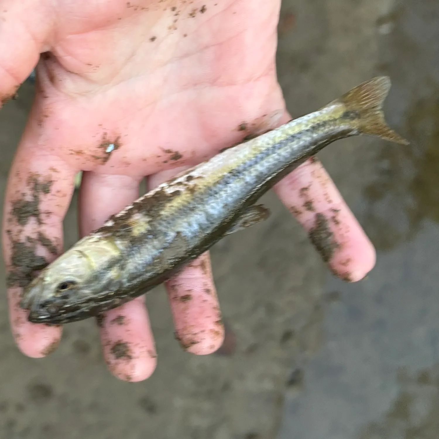 Creek chub caught on Fishbrain