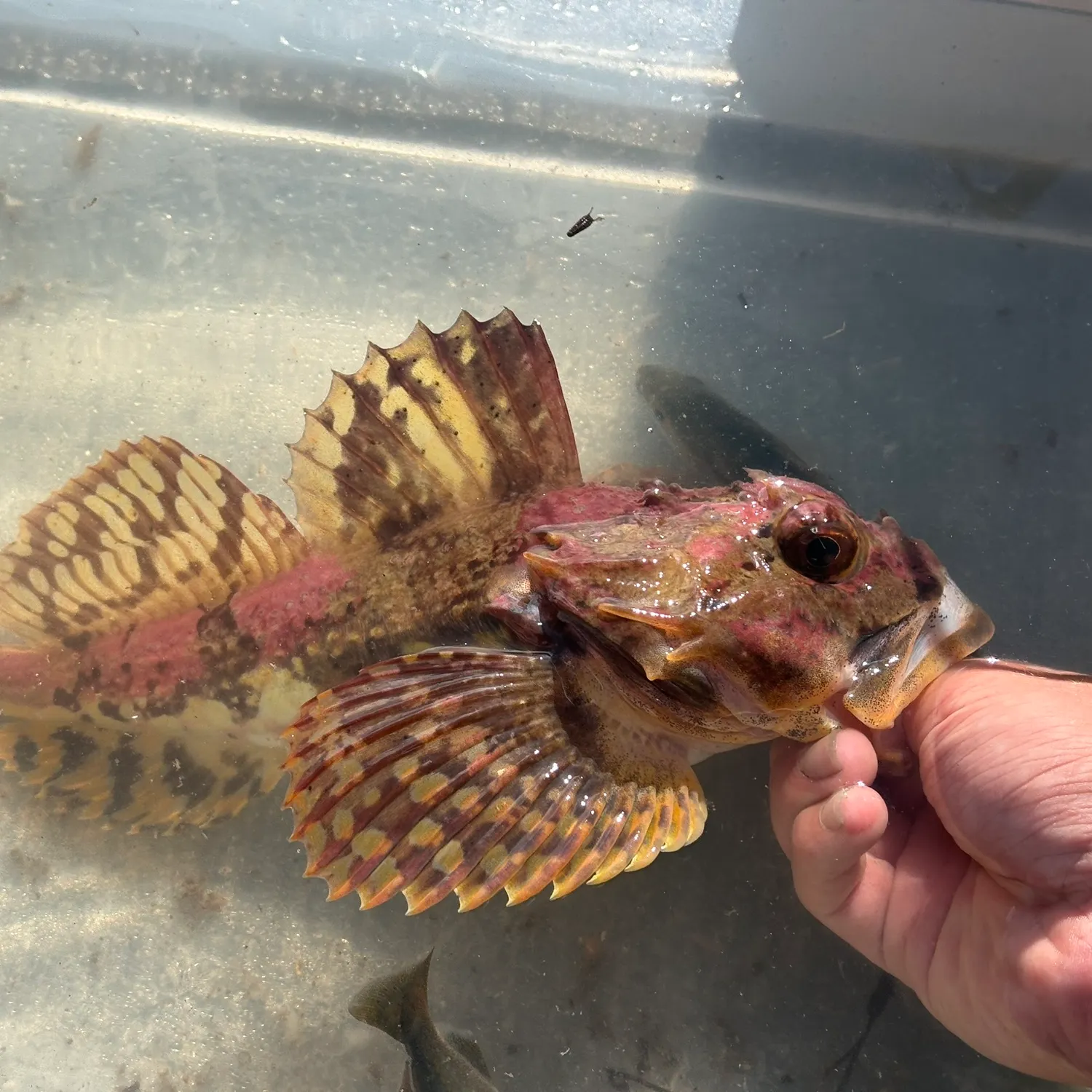 The most recent Shorthorn sculpin catches on Fishbrain