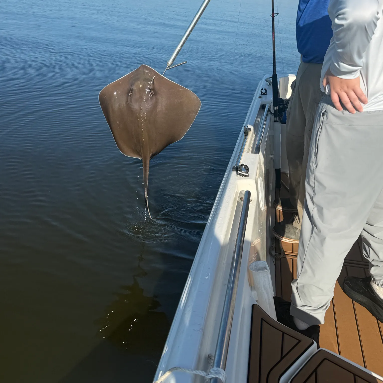 Southern stingray caught on Fishbrain
