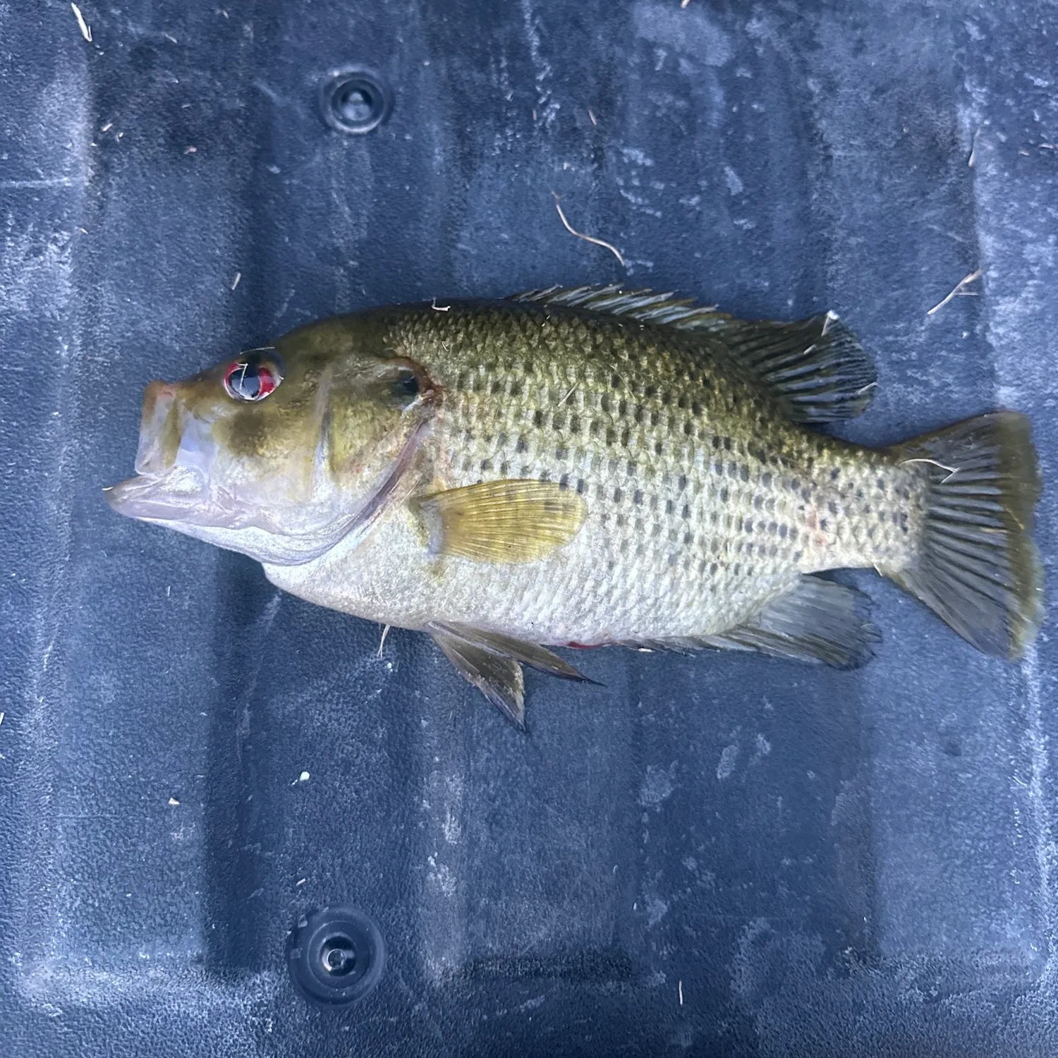 Rock bass caught on Fishbrain