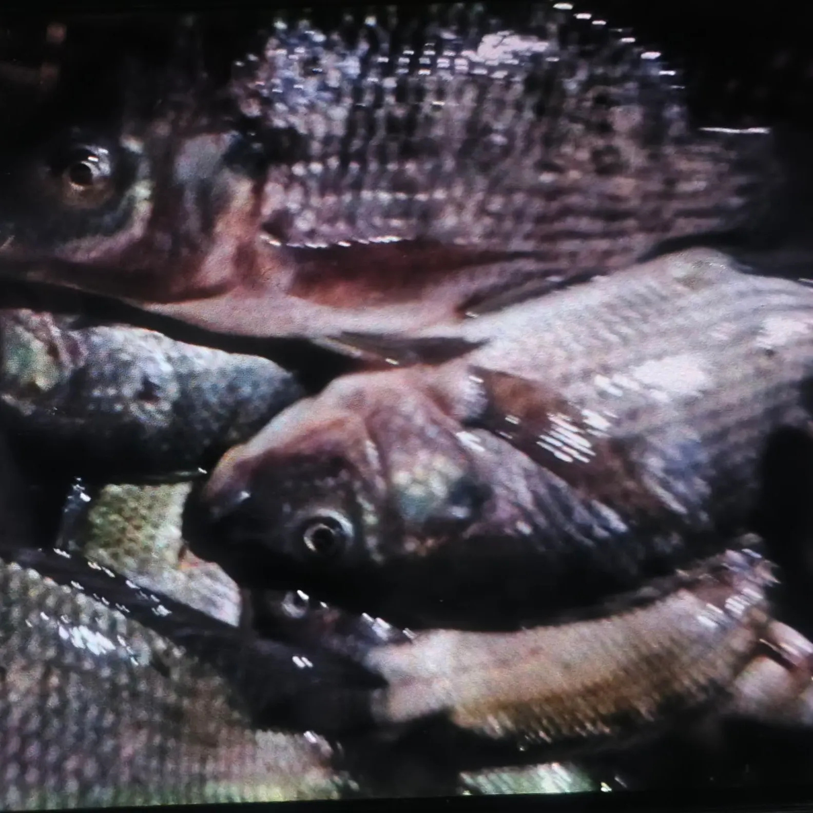 The most recent Mozambique tilapia catches on Fishbrain