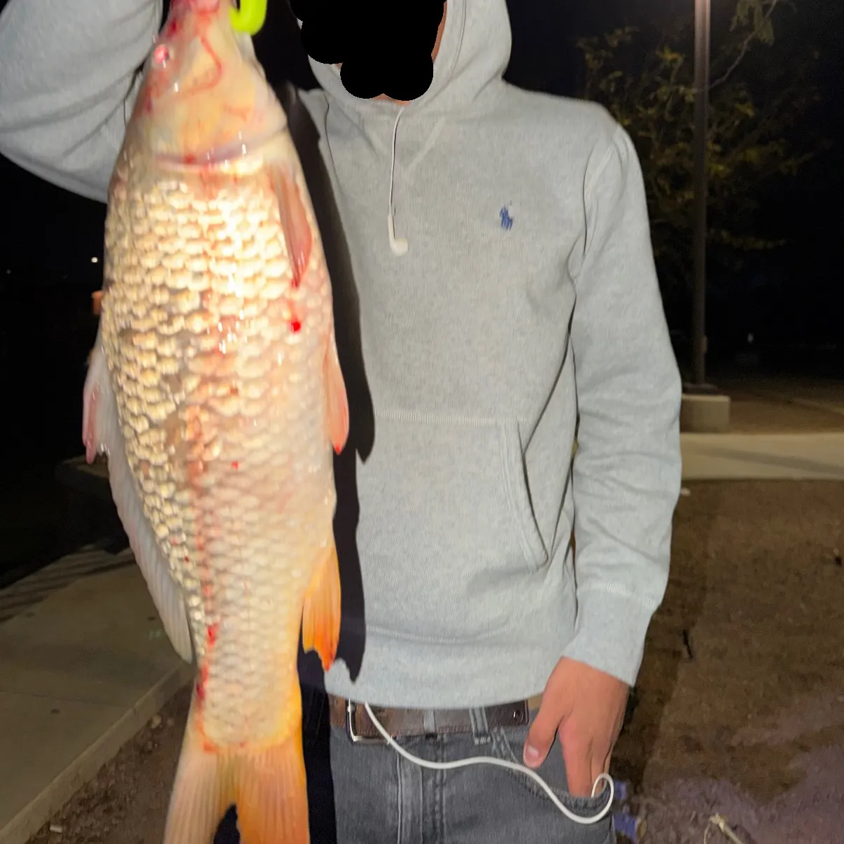 Common carp caught on Fishbrain