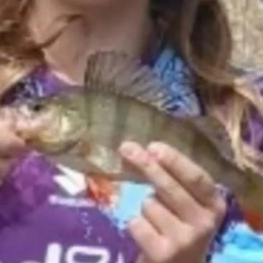 European perch caught on Fishbrain