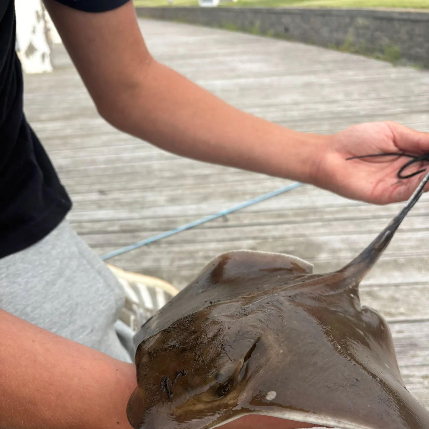 The most recent Bullnose eagle ray catches on Fishbrain