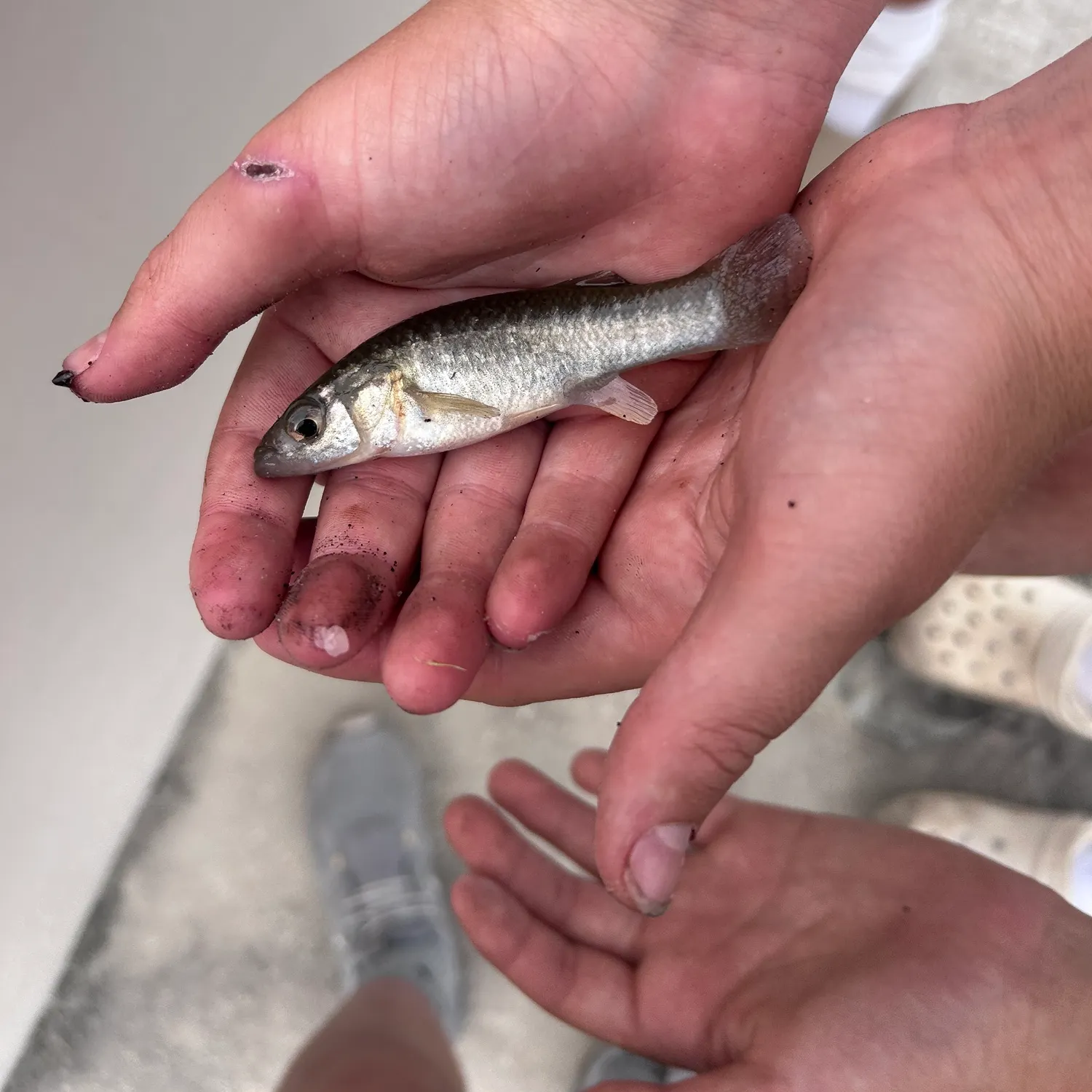 The most recent Central mudminnow catches on Fishbrain