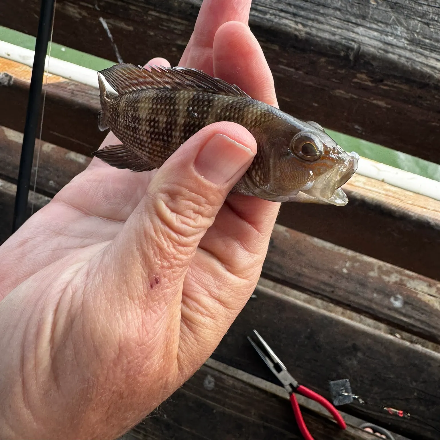 catch