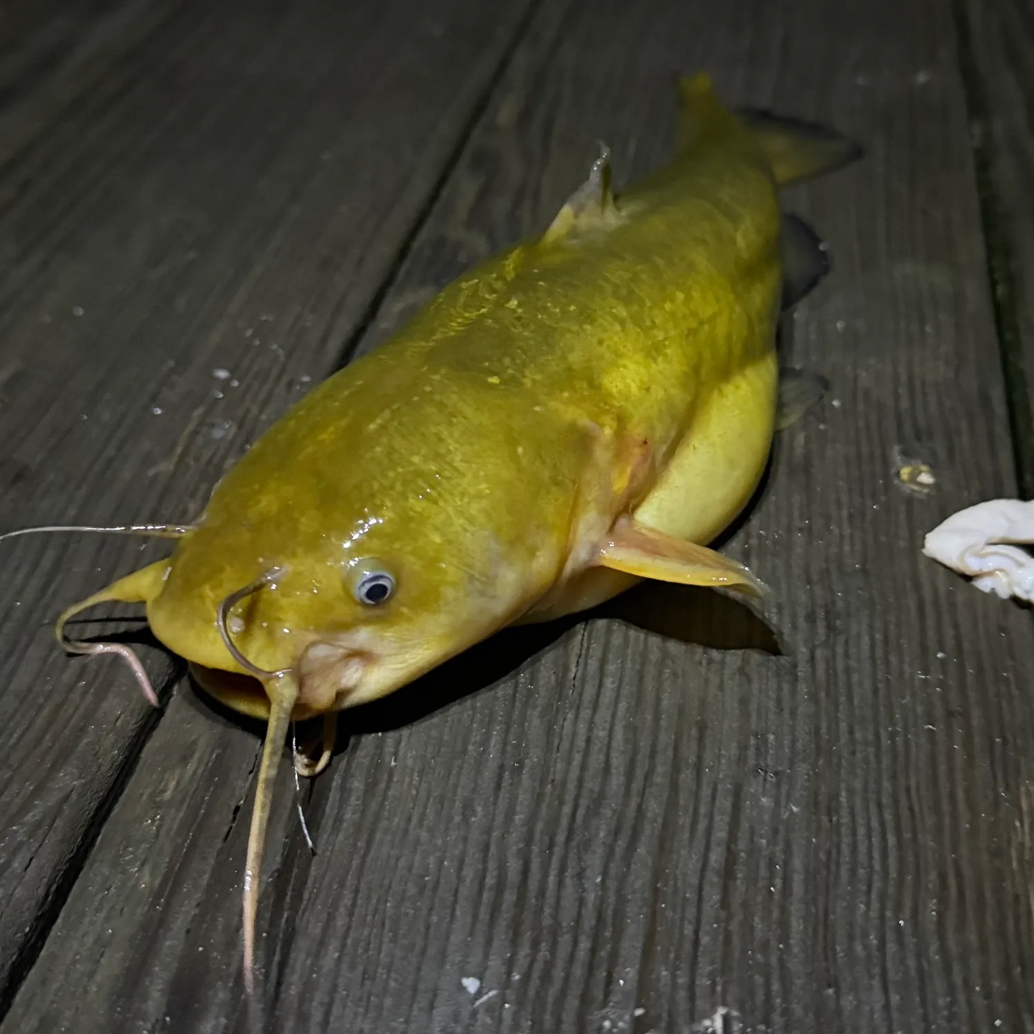 Yellow bullhead caught on Fishbrain