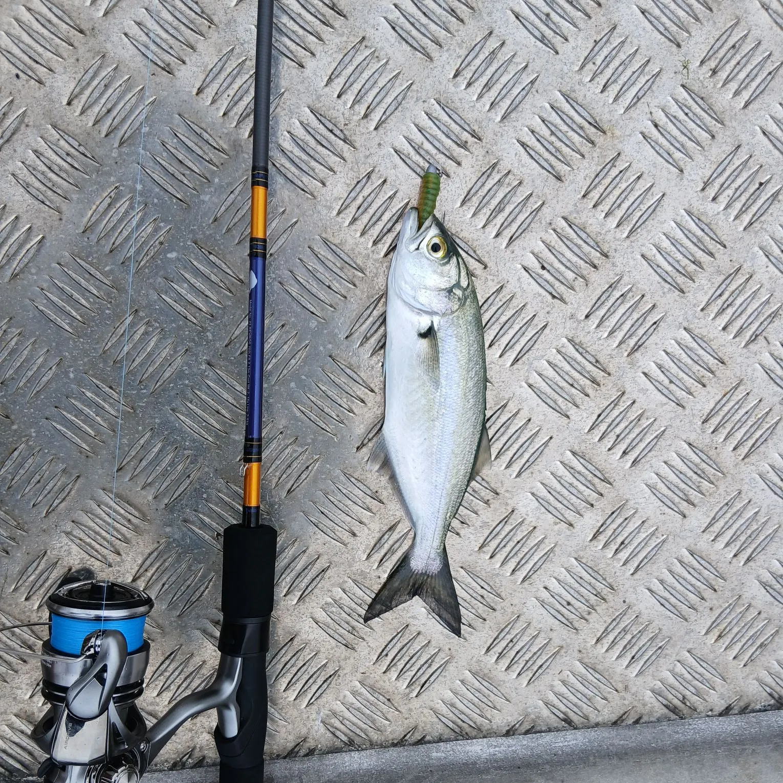 The most recent Bluefish catches on Fishbrain
