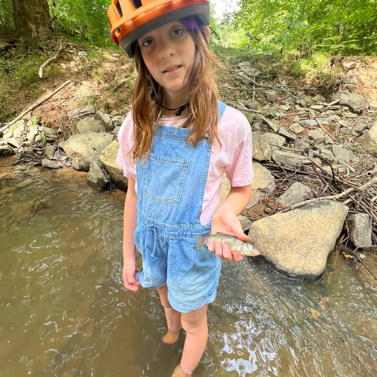 Striped shiner caught on Fishbrain