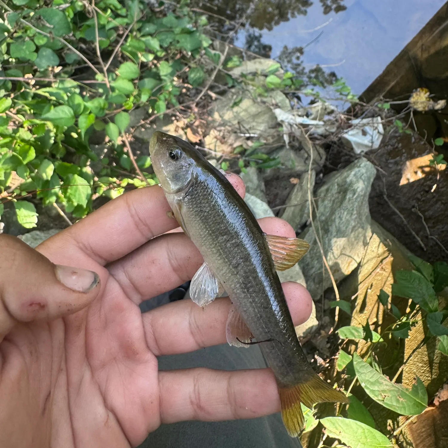 The most recent Eastern creek chubsucker catches on Fishbrain