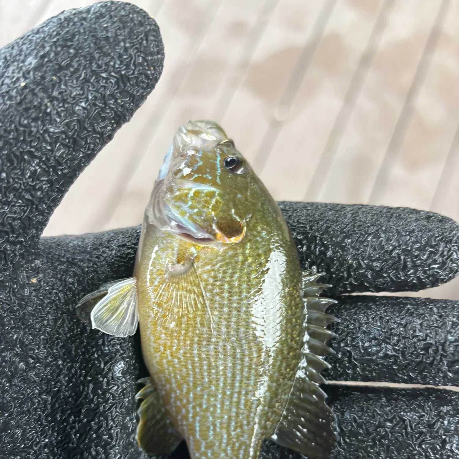 Green sunfish caught on Fishbrain