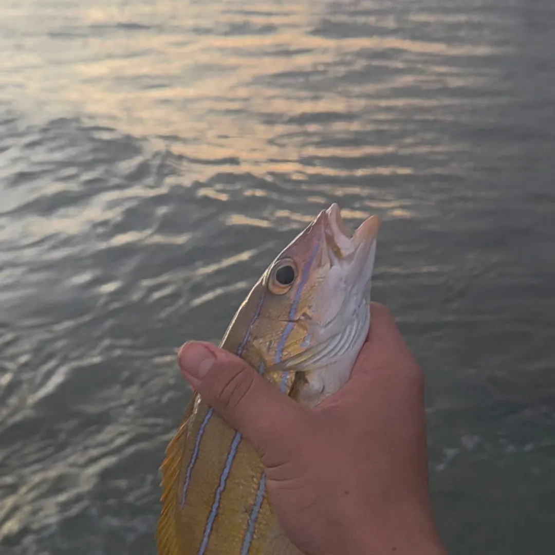 The most recent Common bluestripe snapper catches on Fishbrain