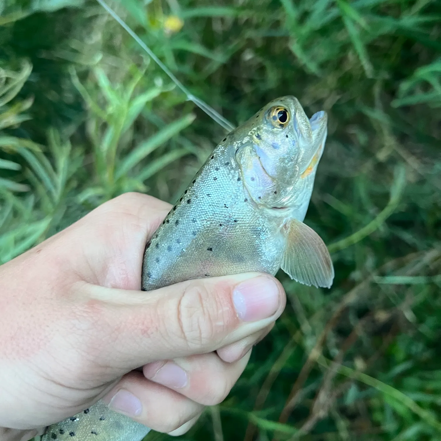 Cutthroat trout caught on Fishbrain