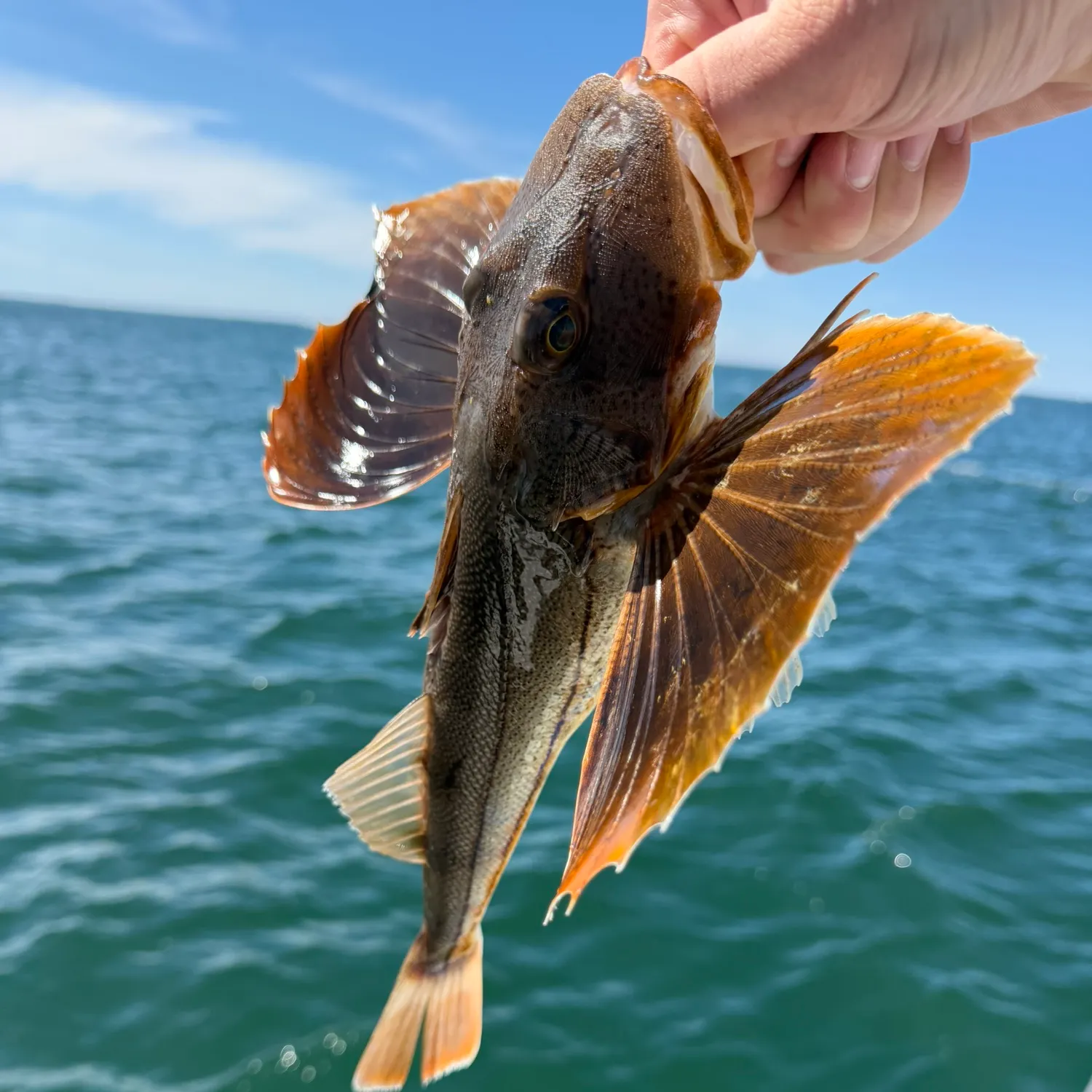The most recent Striped searobin catches on Fishbrain