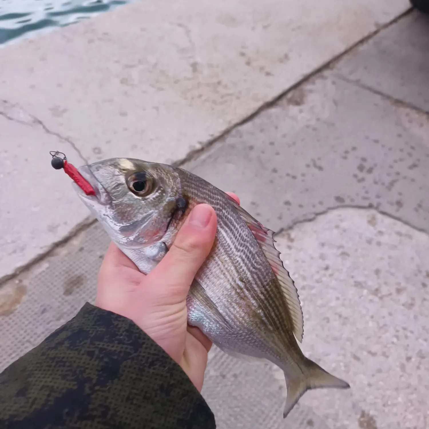 The most recent Gilthead seabream catches on Fishbrain