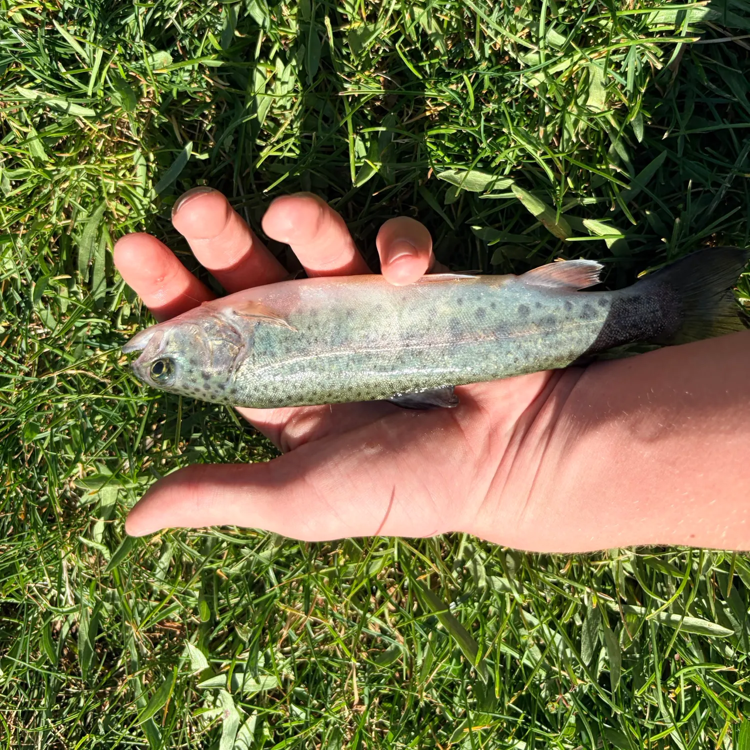 Rainbow trout caught on Fishbrain