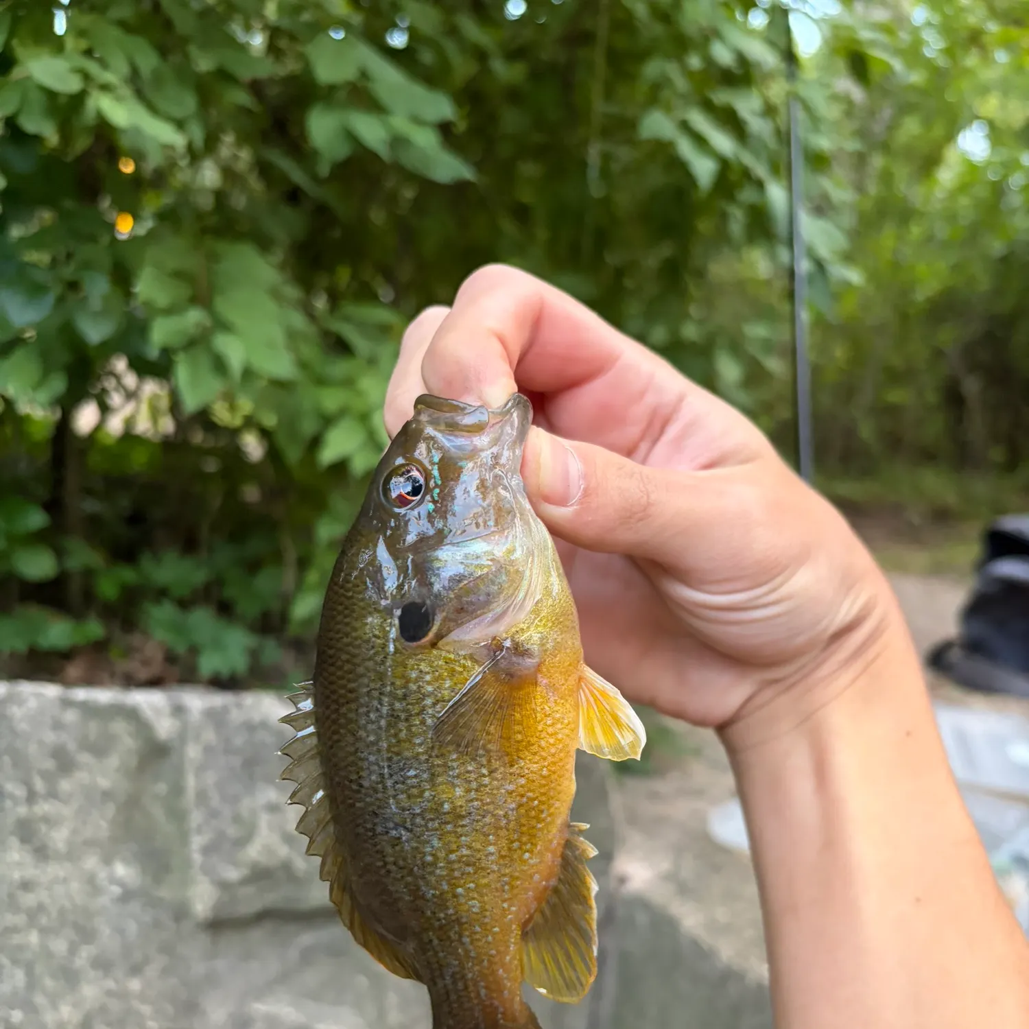 Green sunfish caught on Fishbrain