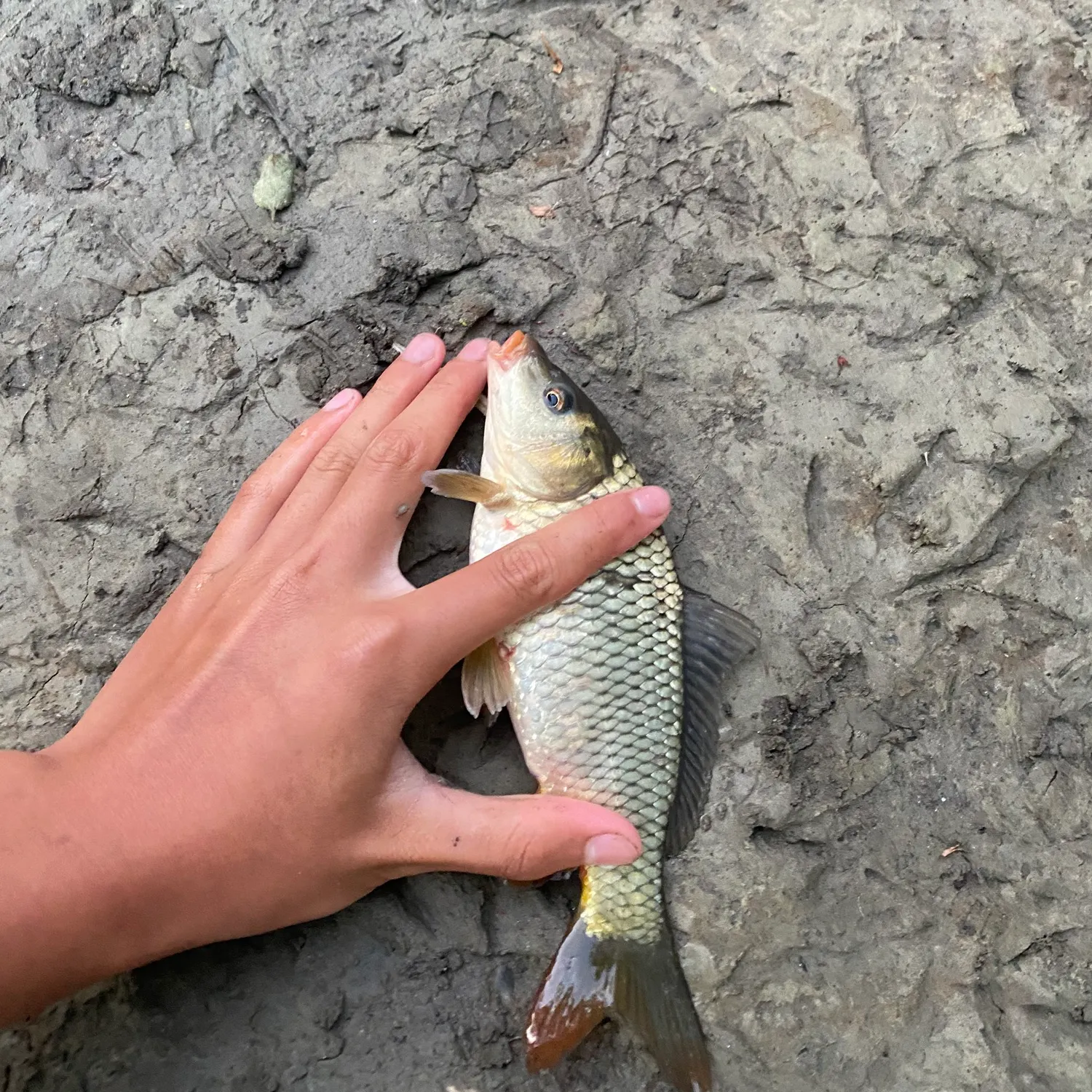 Common carp caught on Fishbrain