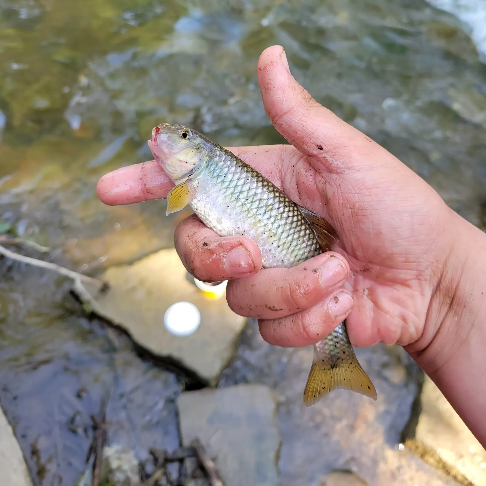 most liked catch image