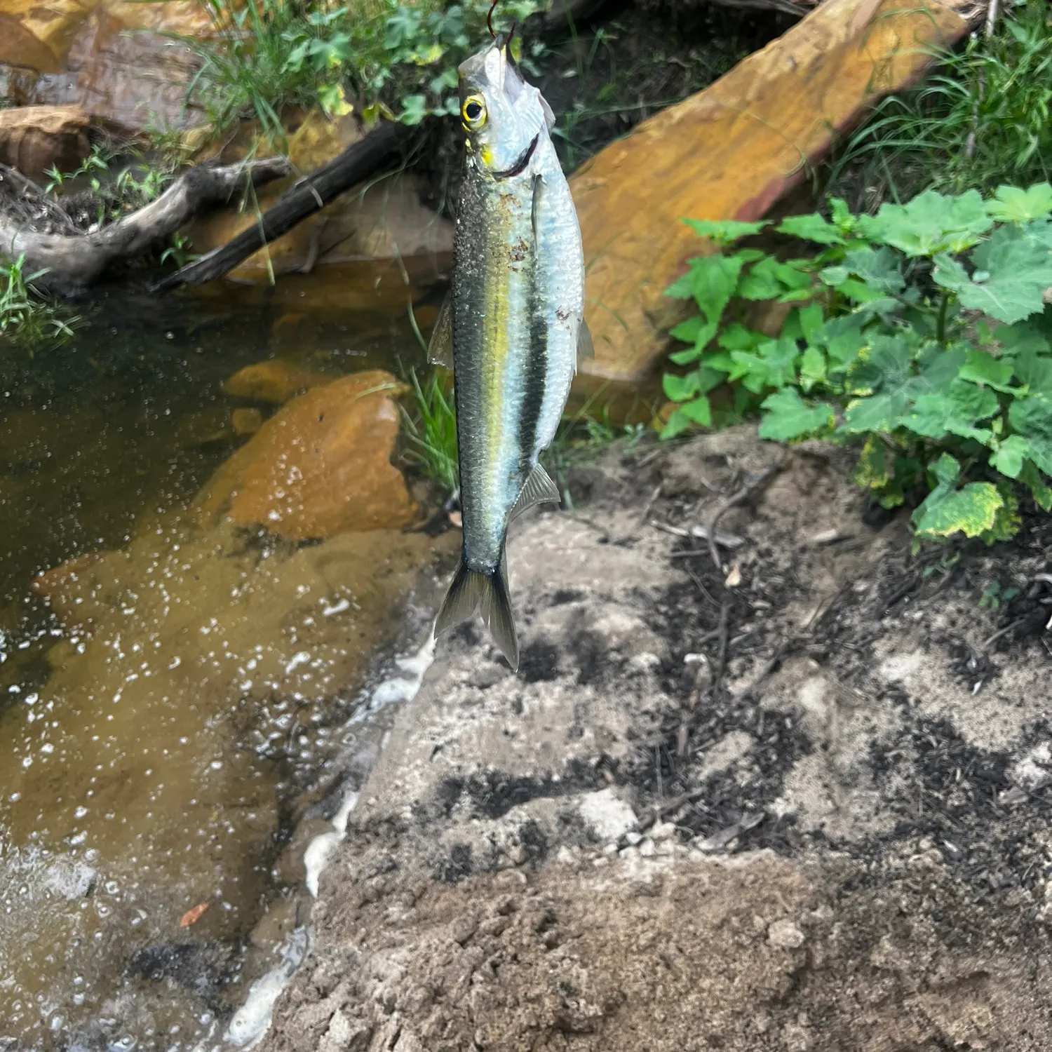 The most recent Yellow-eye mullet catches on Fishbrain