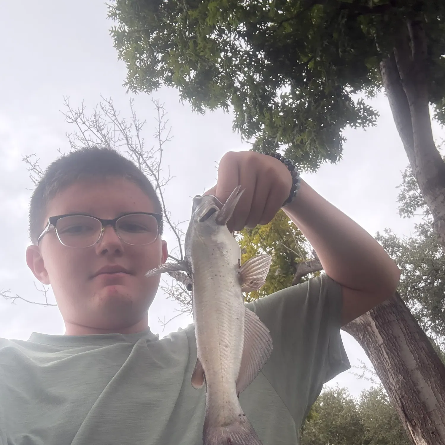 Channel catfish caught on Fishbrain