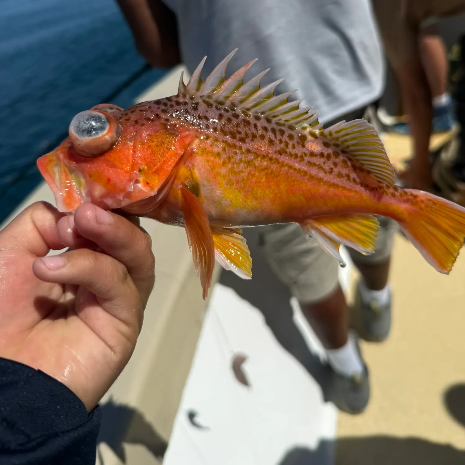 The most recent Green blotched rockfish catches on Fishbrain