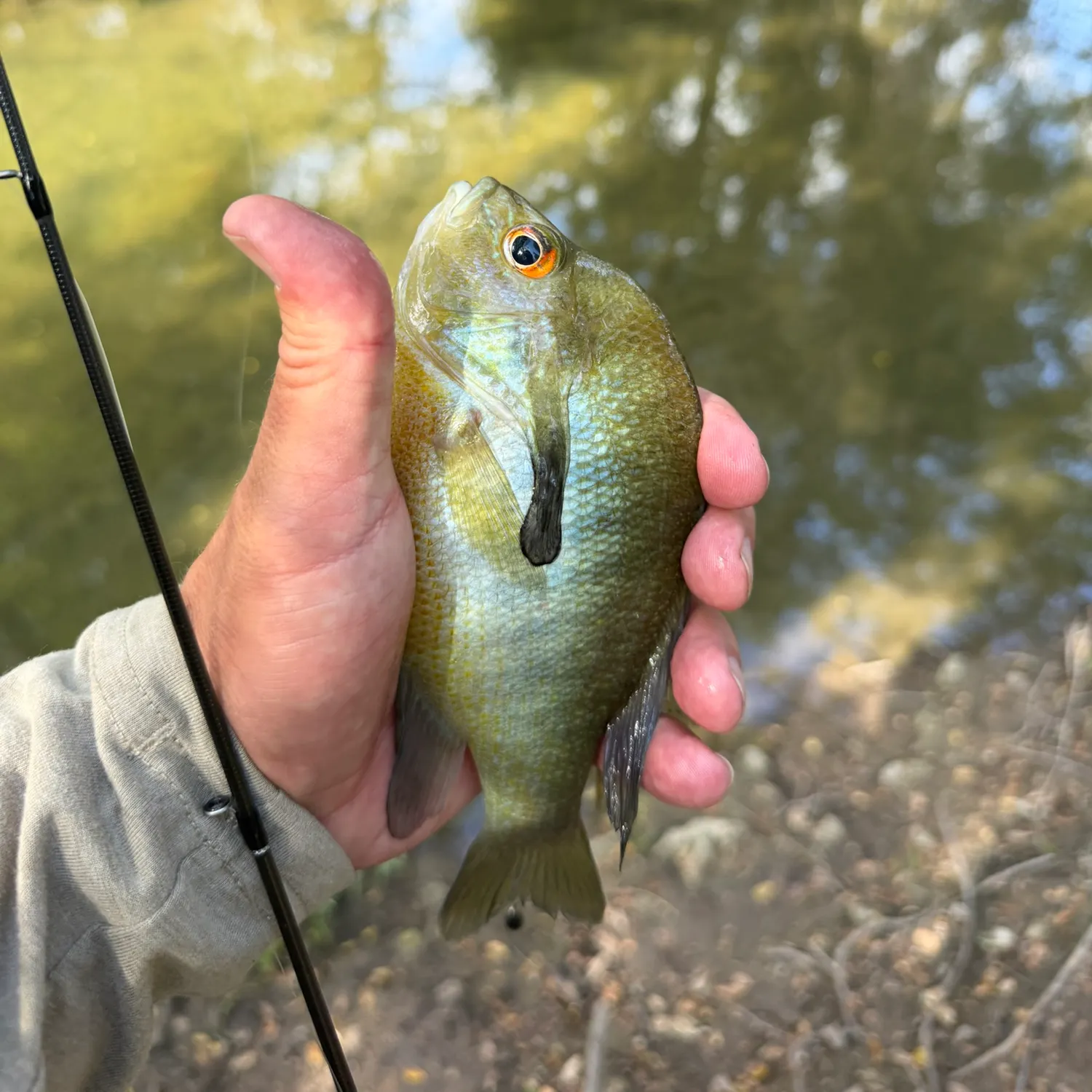 Redbreast sunfish caught on Fishbrain