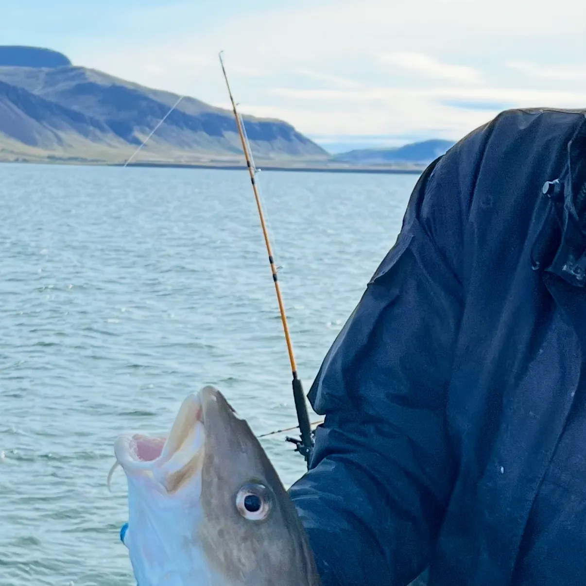 Atlantic cod caught on Fishbrain