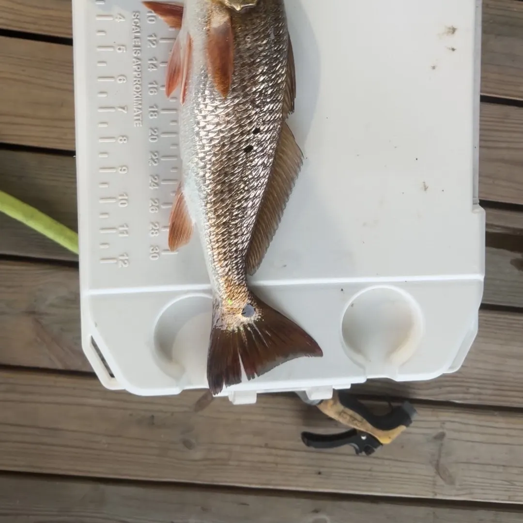 Red drum caught on Fishbrain